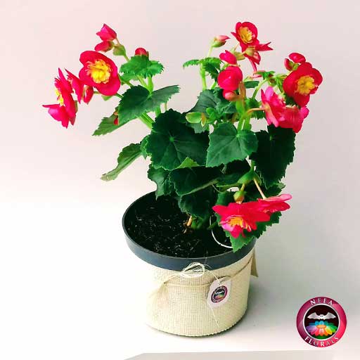 Comprar Begonia elatior Begonia de flor Begonia híbrida Begonia x hiemalis maceta plástica yute 14 cm diagonal Neea Flora